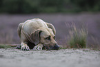 lying Rhodesian Ridgeback