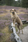Rhodesian Ridgeback