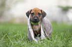Rhodesian Ridgeback puppy