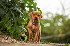 Rhodesian Ridgeback Puppy