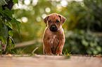 Rhodesian Ridgeback Puppy