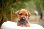 Rhodesian Ridgeback Puppy