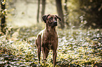 Rhodesian Ridgeback