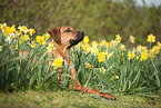 lying Rhodesian Ridgeback