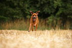 running Rhodesian Ridgeback