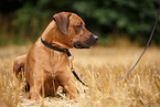 lying Rhodesian Ridgeback