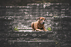 Rhodesian Ridgeback