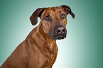 Rhodesian Ridgeback Portrait