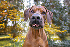 Rhodesian Ridgeback Portrait