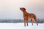Rhodesian Ridgeback in winter
