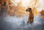 Rhodesian Ridgeback in winter