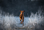 Rhodesian Ridgeback in winter