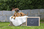 Rhodesian Ridgeback Puppy