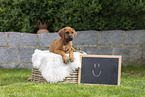 Rhodesian Ridgeback Puppy