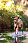 old female Rhodesian Ridgeback