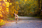old female Rhodesian Ridgeback