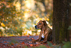 old female Rhodesian Ridgeback