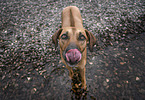 male Rhodesian Ridgeback