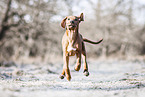 Rhodesian Ridgeback Puppy