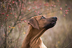 young Rhodesian Ridgeback