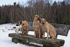 4 dogs