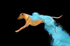 male Rhodesian Ridgeback