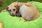 Rhodesian Ridgeback