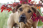 Rhodesian Ridgeback