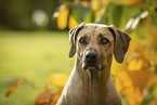 Rhodesian Ridgeback