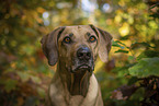 Rhodesian Ridgeback
