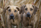 2 Rhodesian Ridgebacks