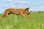 Rhodesian Ridgeback Puppy