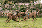 Rhodesian Ridgebacks