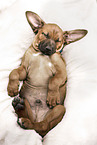 Rhodesian Ridgeback Puppy