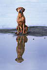 male Rhodesian Ridgeback