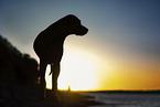 male Rhodesian Ridgeback