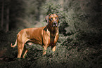 male Rhodesian Ridgeback