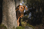 young Rhodesian Ridgeback