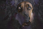 male Rhodesian Ridgeback