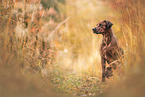 female Rhodesian Ridgeback