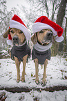 2 Rhodesian Ridgebacks