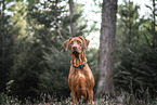 Rhodesian Ridgeback