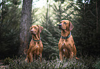 2 Rhodesian Ridgebacks