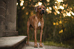 adult Rhodesian Ridgeback