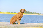 adult Rhodesian Ridgeback
