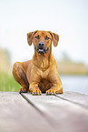adult Rhodesian Ridgeback