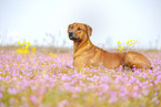 adult Rhodesian Ridgeback