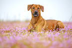 adult Rhodesian Ridgeback