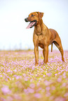 adult Rhodesian Ridgeback