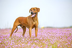 adult Rhodesian Ridgeback